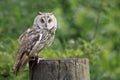 Boreal owl Royalty Free Stock Photo