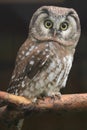 Boreal owl Royalty Free Stock Photo