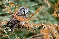 Boreal owl Royalty Free Stock Photo