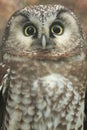 Boreal owl Royalty Free Stock Photo