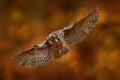 Boreal owl, Aegolius funereus, in the orange larch autumn forest in central Europe, detail portrait in the nature habitat, Czech