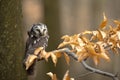 Boreal Owl Royalty Free Stock Photo