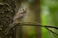Boreal Owl - Aegolius funereus sitting on the branch in the forest in Czech Republic.