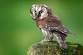 Boreal owl, Aegolius funereus, sitting on larch stone with clear green forest background. Forest bird in the nature habitat. Small