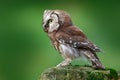 Boreal owl, Aegolius funereus, sitting on larch stone with clear green forest background. Forest bird in the nature habitat. Small Royalty Free Stock Photo