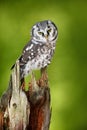 Boreal owl, Aegolius funereus, sitting on larch tree trunk with clear green forest background