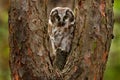 Boreal owl, Aegolius funereus, sitting on old tree trunk with clear green forest in background