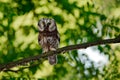 Boreal owl, Aegolius funereus, sitting on the tree branch in green forest background. Owl hidden in green forest vegetation. Bird