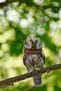 Boreal owl, Aegolius funereus, sitting on the tree branch in green forest background. Owl hidden in green forest vegetation. Bird