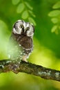 Boreal owl, Aegolius funereus, sitting on the tree branch in green forest background. Owl hidden in green forest vegetation. small Royalty Free Stock Photo