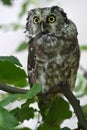 boreal owl animals birds zoo Royalty Free Stock Photo