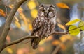 Boreal owl in autumn leaves