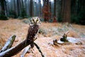 Boreal owl in the forest. Small bird sitting on branch. Animal taken with wide angle lens. Bird in nature habitat, Sweden, Boreal Royalty Free Stock Photo