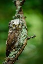 Boreal owl in the green larch autumn forest in central Europe, detail bird portrait in the nature habitat,