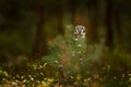 Boreal owl in the green orange leave autumn forest in central Europe. Detail portrait of bird in the nature habitat, France. Owl Royalty Free Stock Photo