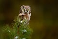 Boreal owl in the green spruce leave autumn forest in central Europe. Detail portrait of bird in the nature habitat, Poland. Owl Royalty Free Stock Photo