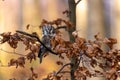 Boreal owl on oak branch with brown leaves