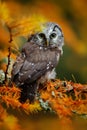 Boreal owl in the orange larch autumn forest in central Europe