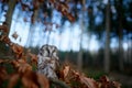 Boreal owl in the orange leave autumn forest in central Europe. Detail portrait of bird in the nature habitat, Czech Republic. Royalty Free Stock Photo