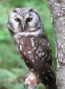 Boreal owl roosting