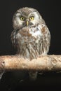 Boreal owl