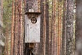 Boreal owl standing alertly on the doorstep of a nesting bog in Finnish taiga forest