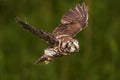 Female boreal owl or Tengmalm`s owl Aegolius funereus flying through the forest