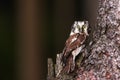 Boreal owl or Tengmalm`s owl Aegolius funereus is hidden by the tree