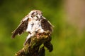 Boreal owl or Tengmalm`s owl Aegolius funereus landed on the old trunk