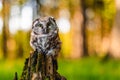 The boreal owl or Tengmalm`s owl Aegolius funereus, portrait of this bird sitting on a tree trunk in the forest. The background Royalty Free Stock Photo