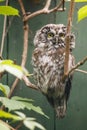 Boreal owl or Tengmalm`s owl Aegolius funereus the portrait close up