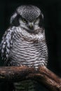 Boreal owl or Tengmalm`s owl Aegolius funereus sitting on a branch