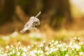 boreal owl or Tengmalm\'s owl (Aegolius funereus) sitting on a forest pallet full of snowbells