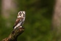 Boreal owl or Tengmalm`s owl Aegolius funereus sitting on a stick in the forest