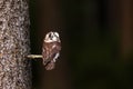 Boreal owl or Tengmalm`s owl Aegolius funereus sitting on a thin branch in the dark forest