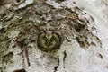 Boreal owl or Tengmalm's owl (Aegolius funereus) Swabian Jura Germany