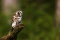 Boreal owl or Tengmalm`s owl Aegolius funereus waiting on the stump of a tree