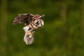 Boreal owl or Tengmalm`s owl Aegolius funereus wants to land in the forest