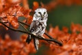 Boreal owl or Tengmalm`s owl Aegolius funereus portrait in orange leaves