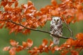 Boreal owl or Tengmalm`s owl Aegolius funereus sitting on a beech tree with orange leaves