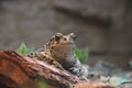 Boreal toad Bufo boreas boreas Royalty Free Stock Photo