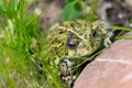 Boreal toad is sitting in grass at the rock in the summer garden Royalty Free Stock Photo