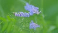 Boreal vetch. Purple flowers of blooming vicia cracca in the wild. Royalty Free Stock Photo