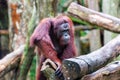 Borean Orangutan Royalty Free Stock Photo