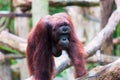 Borean Orangutan Royalty Free Stock Photo