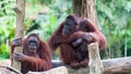 Borean Orangutan Royalty Free Stock Photo
