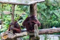 Borean Orangutan Royalty Free Stock Photo