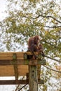 Borean Orangutan sitting on a platform in a tree at the Atlanta Zoo Royalty Free Stock Photo