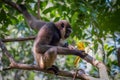 Bornean white-bearded gibbon, Hylobates albibarbis Royalty Free Stock Photo