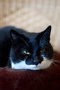 Bored black and white cat Royalty Free Stock Photo